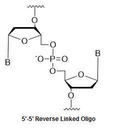 Bio-Synthesis Inc. Oligo Structure